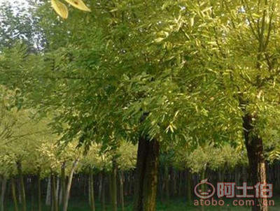金葉槐 園林綠化新寵，熱賣促銷中