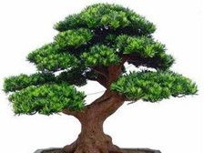 第3頁 產品展示 瀏陽市軒達苗木種植專業合作社的苗木風采
